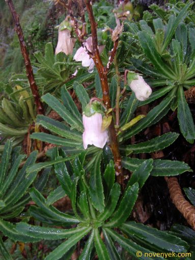 Image of plant Azorina vidalii