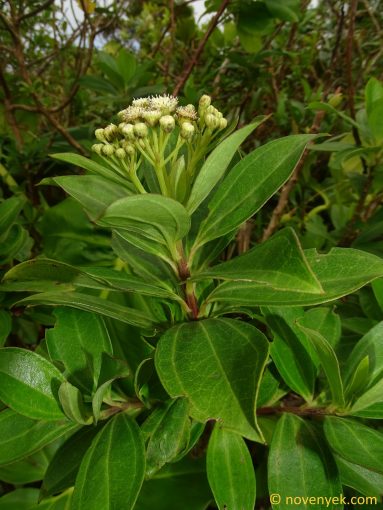 Image of plant Baccharis pedunculata