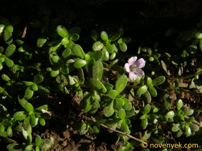 Image of plant Bacopa monnieri