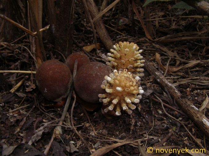 Image of plant Balanophora fungosa