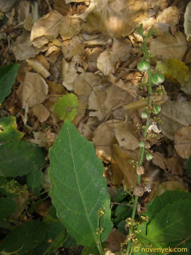 Image of plant Baliospermum solanifolium