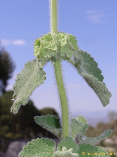 Image of plant Ballota hirsuta