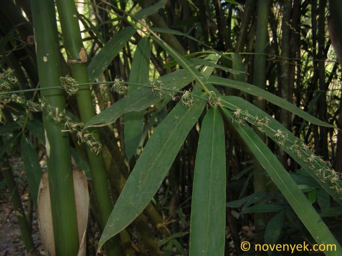 Image of plant Bambusa polymorpha