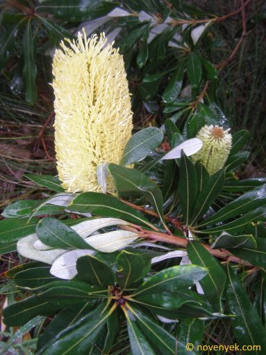Image of plant Banksia integrifolia