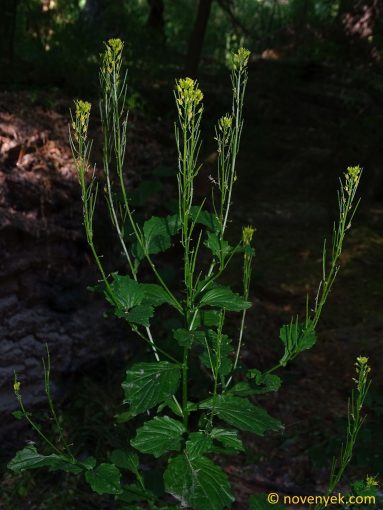 Image of plant Barbarea stricta