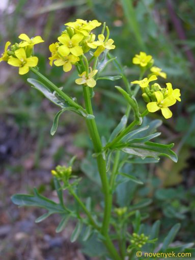 Image of plant Barbarea verna