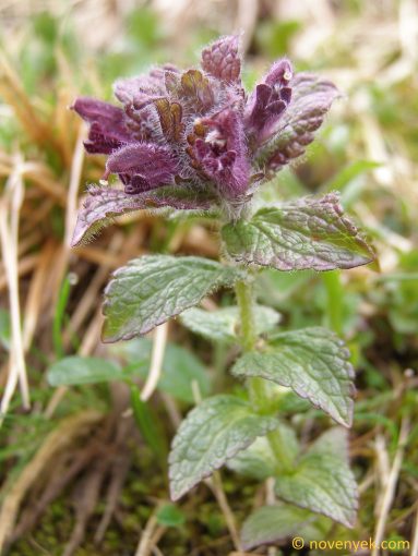 Image of plant Bartsia alpina