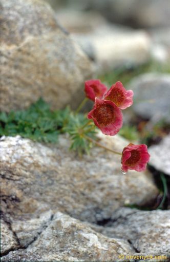 Image of plant Beckwithia glacialis