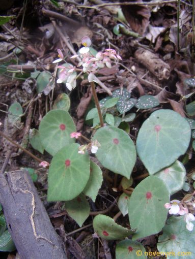 Image of plant Begonia conchifolia