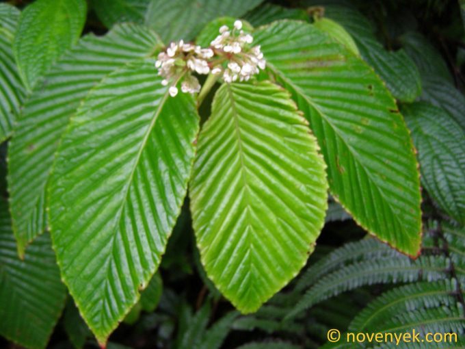 Image of plant Begonia cooperi