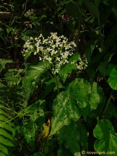 Image of plant Begonia obliqua