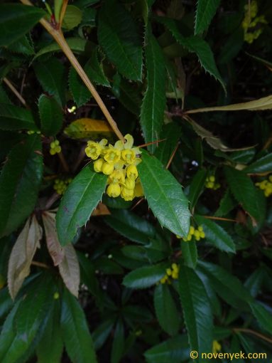 Image of plant Berberis julianae