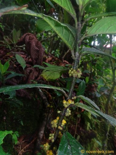 Image of plant Besleria barbata
