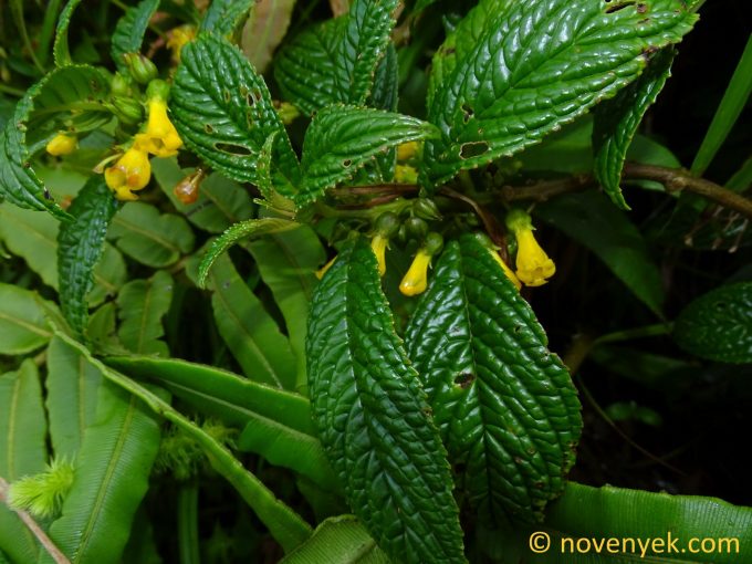 Image of plant Besleria lutea