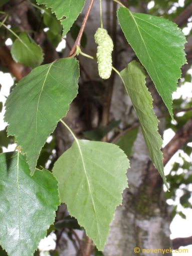 Image of plant Betula pendula