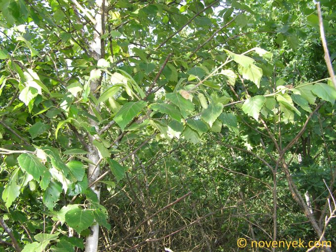 Image of plant Betula pubescens