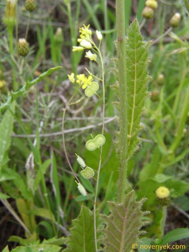 Image of plant Biscutella baetica