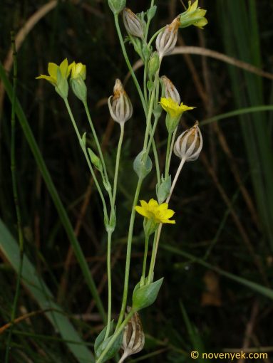 Image of plant Blackstonia perfoliata