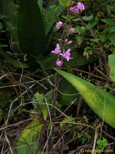 Image of plant Bletia purpurea