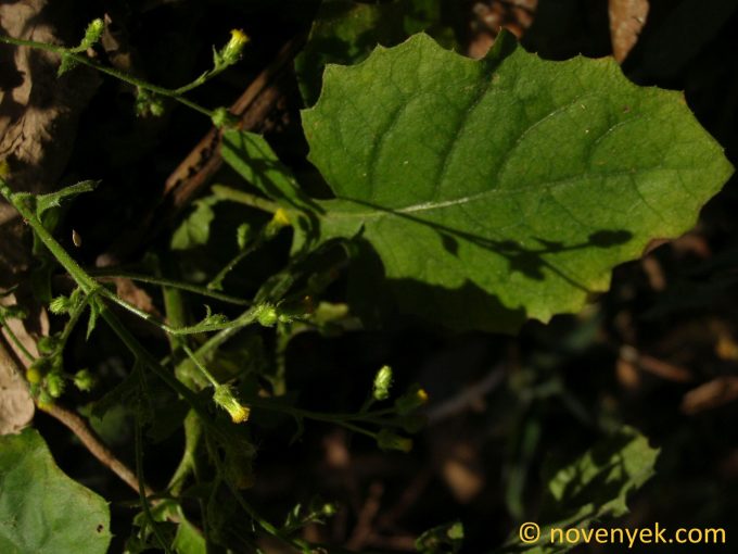 Image of plant Blumea napifolia