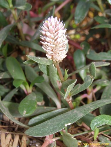 Image of plant Blutaparon vermiculare