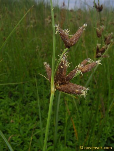 Image of plant Bolboschoenus planiculmis