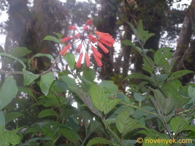 Image of plant Bomarea costaricensis
