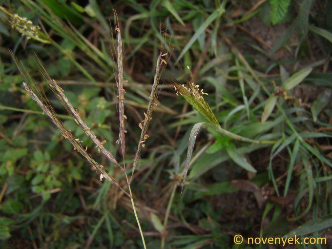 Image of plant Bothriochloa pertusa
