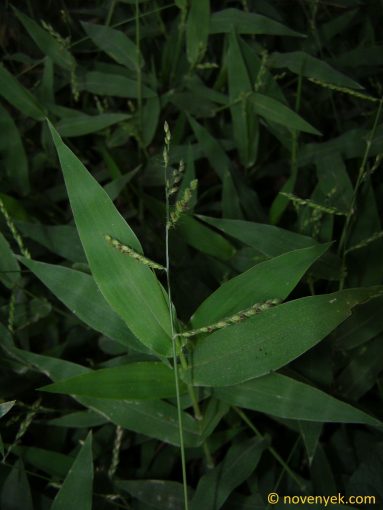 Image of plant Brachiaria reptans