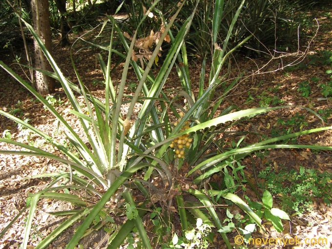 Image of plant Bromelia karatas