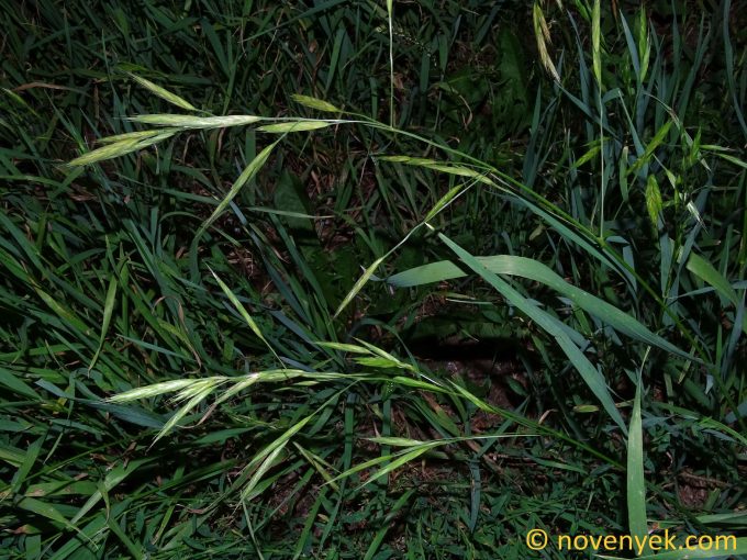 Image of plant Bromus carinatus