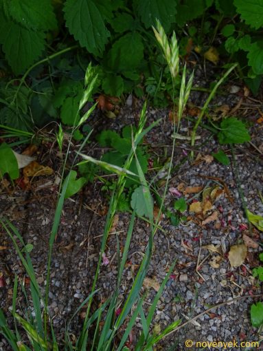 Image of plant Bromus catharticus