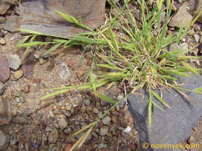 Image of plant Bromus lanceolatus