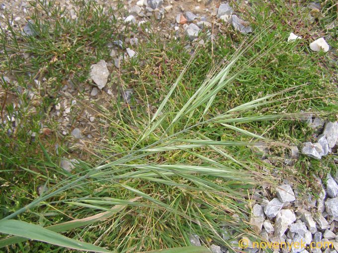Image of plant Bromus madritensis