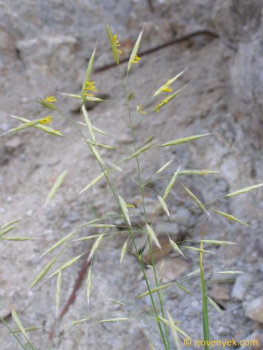 Image of plant Bromus riparius