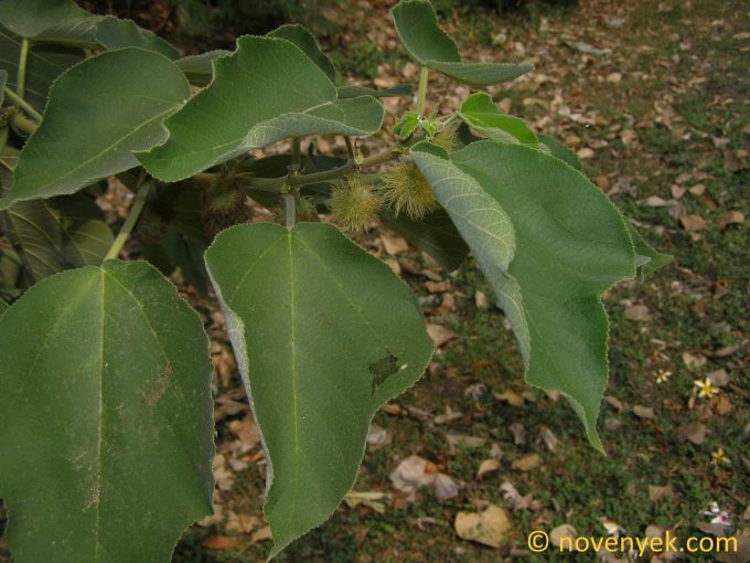 Image of plant Broussonetia papyrifera
