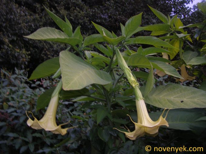 Image of plant Brugmansia arborea
