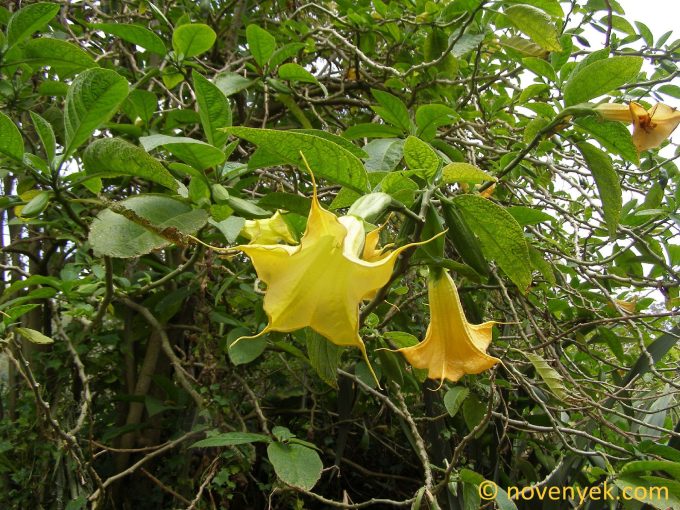 Image of plant Brugmansia suaveolens
