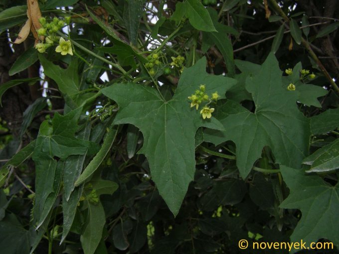 Image of plant Bryonia alba