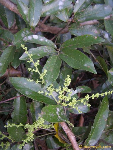 Image of plant Buchanania arborescens