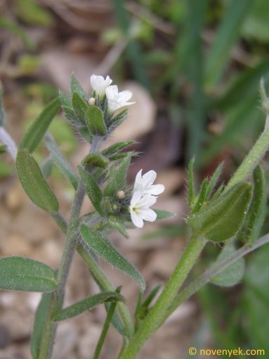 Image of plant Buglossoides arvensis