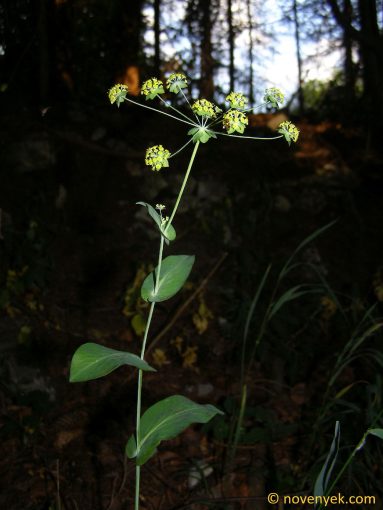 Image of plant Bupleurum longifolium