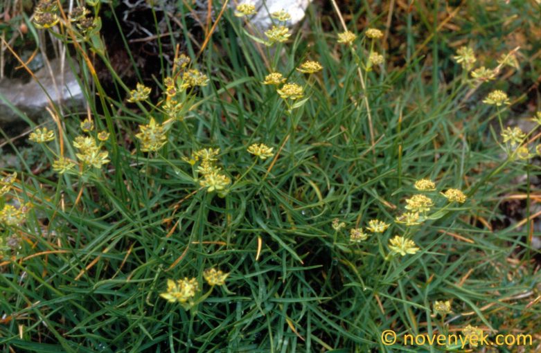 Image of plant Bupleurum petraeum