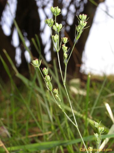 Image of plant Bupleurum praealtum