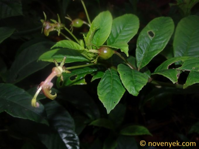 Image of plant Burmeistera glabrata