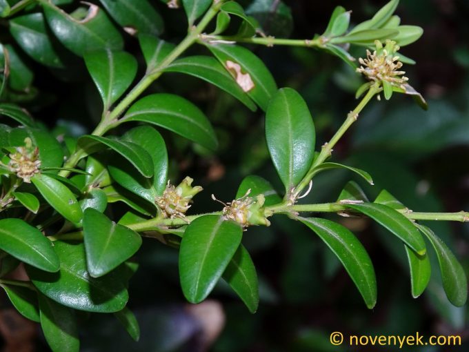 Image of plant Buxus sempervirens