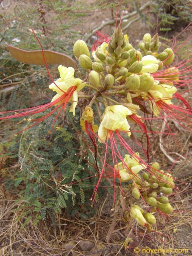 Image of plant Caesalpinia gilliesii