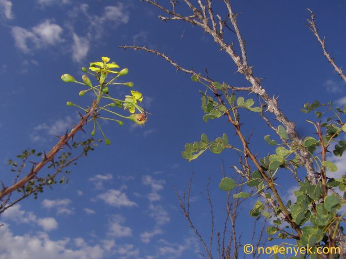 Image of plant Caesalpinia vesicaria