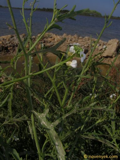 Image of plant Cakile edentula