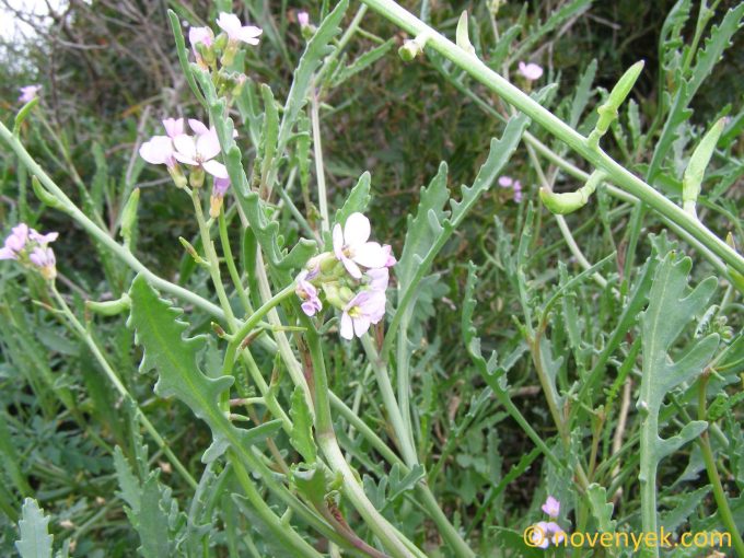 Image of plant Cakile maritima